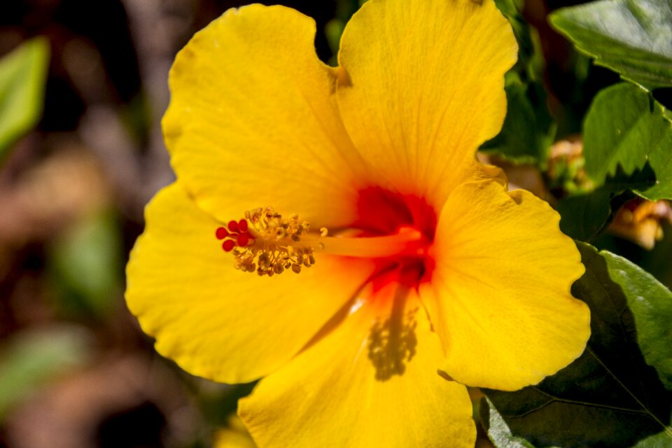 Nature yellow garden