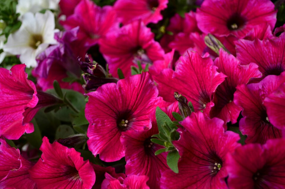 Flowers bloom closeup