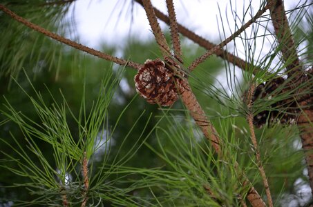 Tree pine cone