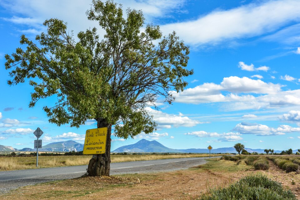 Sky tree landscape photo