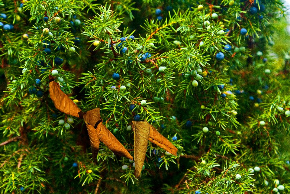 Autumn sprigs of juniper zeschłe list