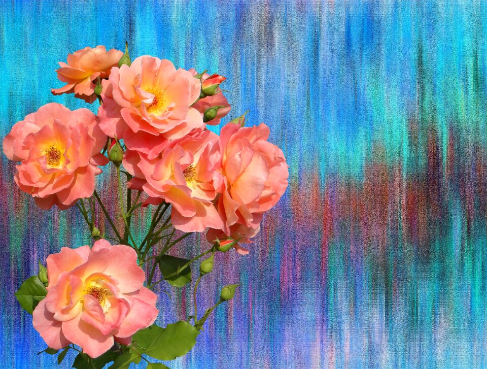Rose bloom garden flowers