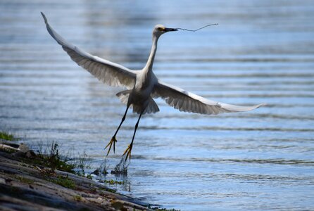Flying animal world nature