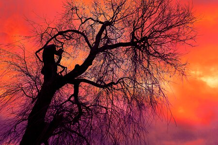 Bare branch winter tree silhouette