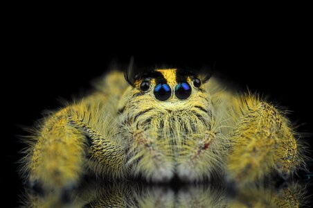 Insects eye yellow