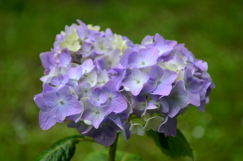 Closeup flowers inflorescence