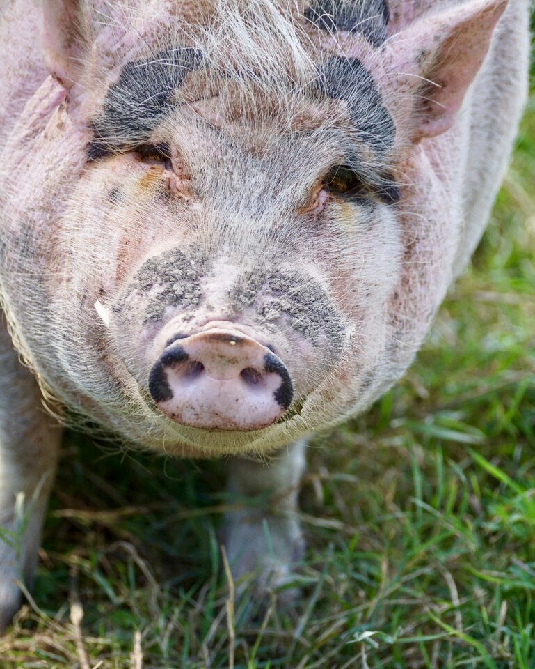 Farm agriculture domestic pig