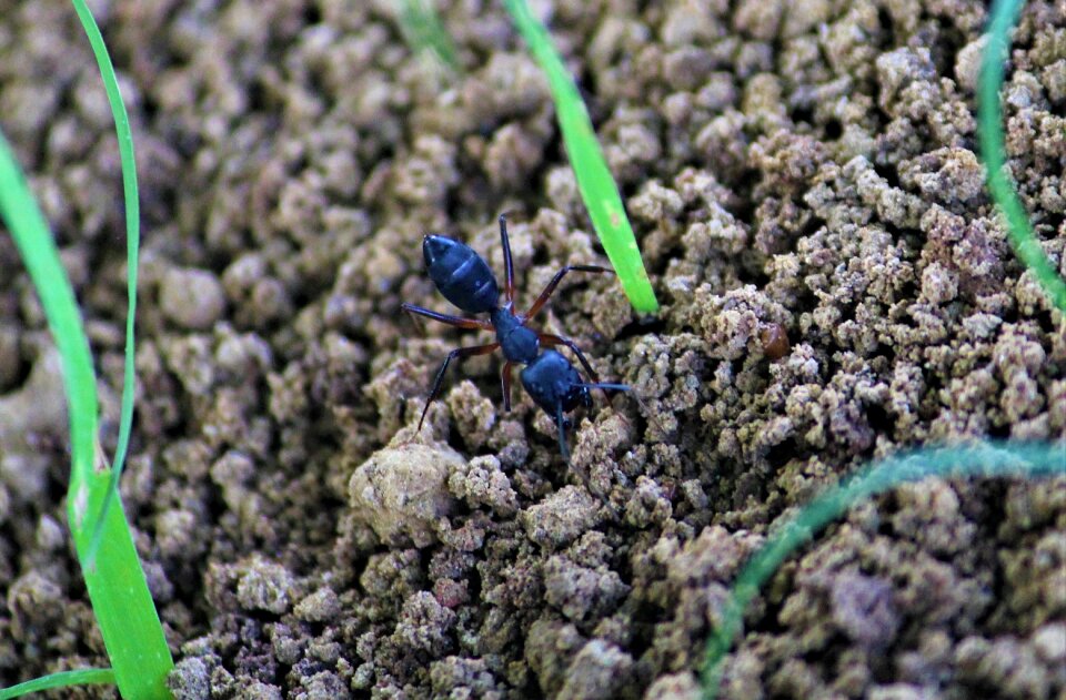 Insect ant hill building
