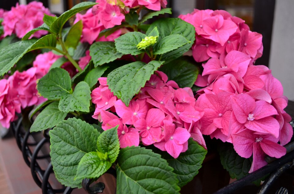 Flower flowers beautiful flowers