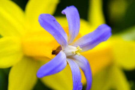 Daffodil flowers spring