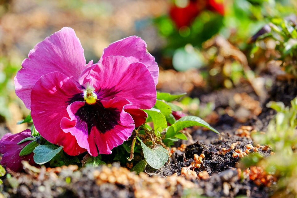 Flower plants violaceae blossom