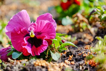Flower plants violaceae blossom