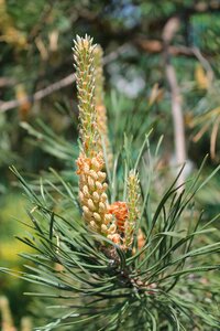 Branch needles pine branch