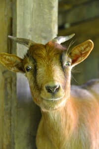 Creature horns domestic goat