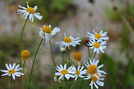 Herbal medicine naturopathy medicinal herb photo