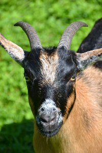 Creature animal world domestic goat photo