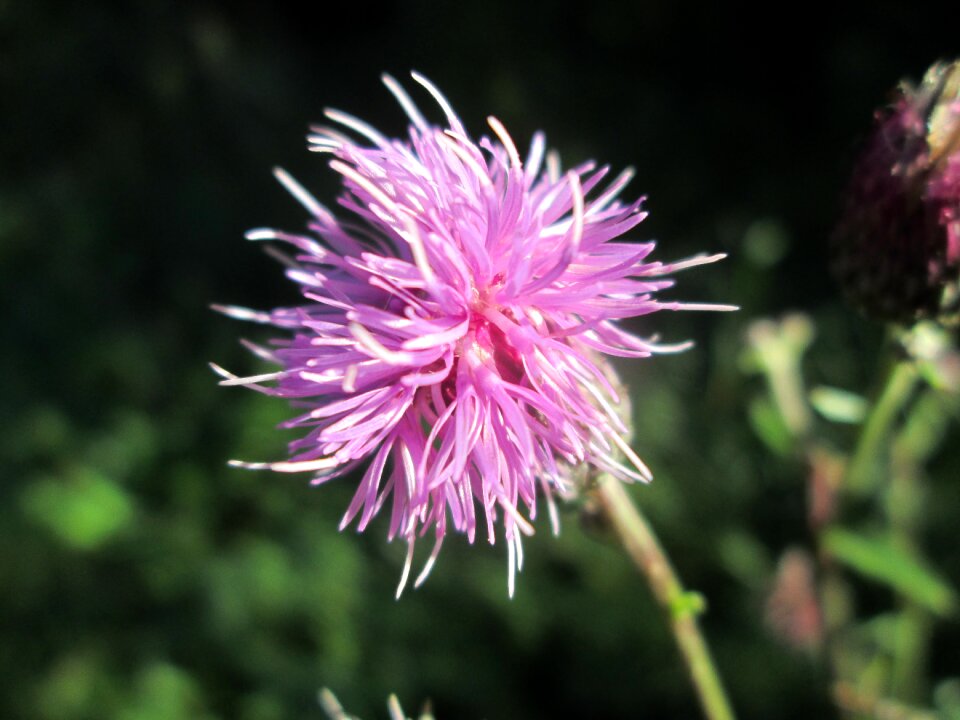 Plants plant flowers