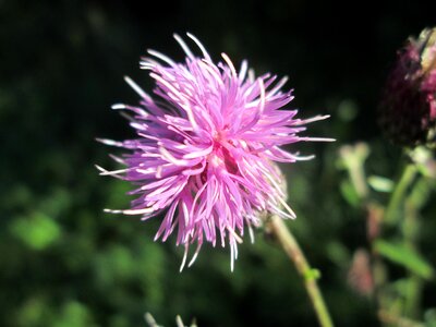 Plants plant flowers