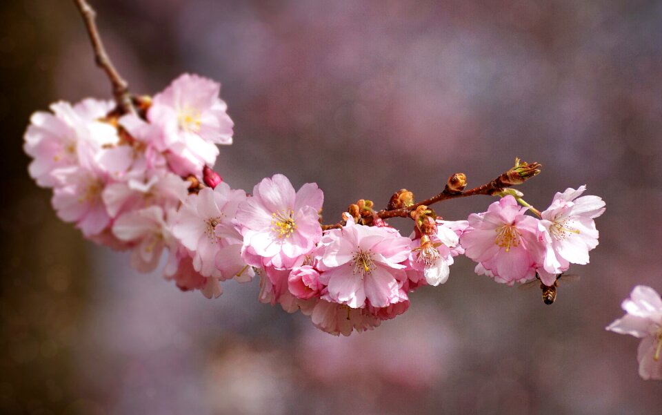 Nature cherry wood flowers