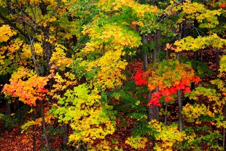 Forest colorful foliage