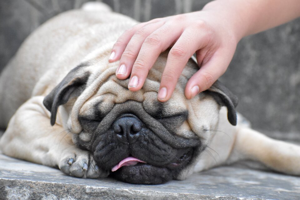 Pug gray care gray friendship