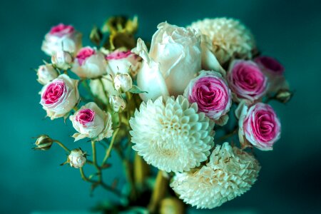 Rose nature chrysanthemum