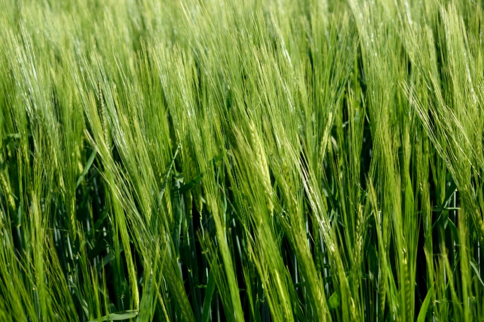 Pasture field rural areas