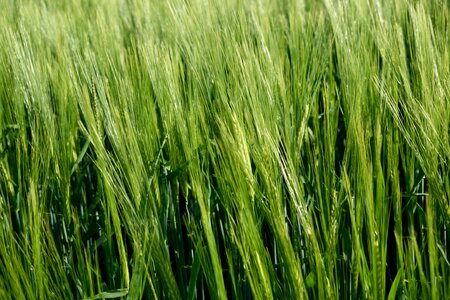 Pasture field rural areas