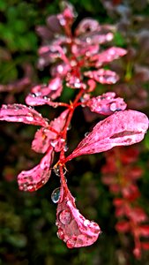 Beaded shiny nature