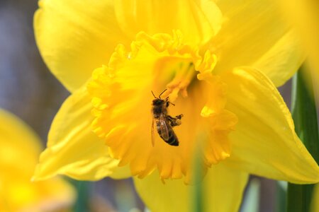 Narcissus pseudonarcissus bee macro photo