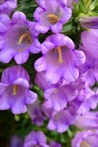 Closeup purple bloom