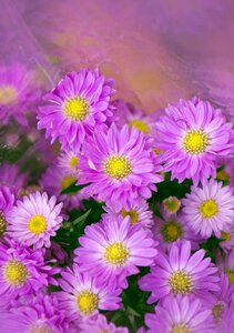 Purple flowers background images the herb