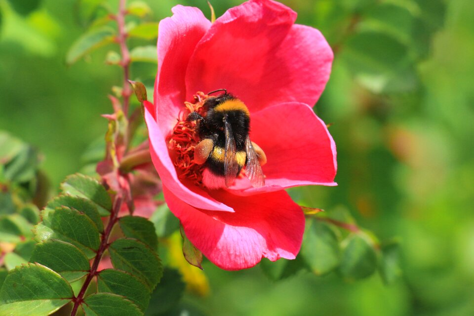 Summer garden hummel