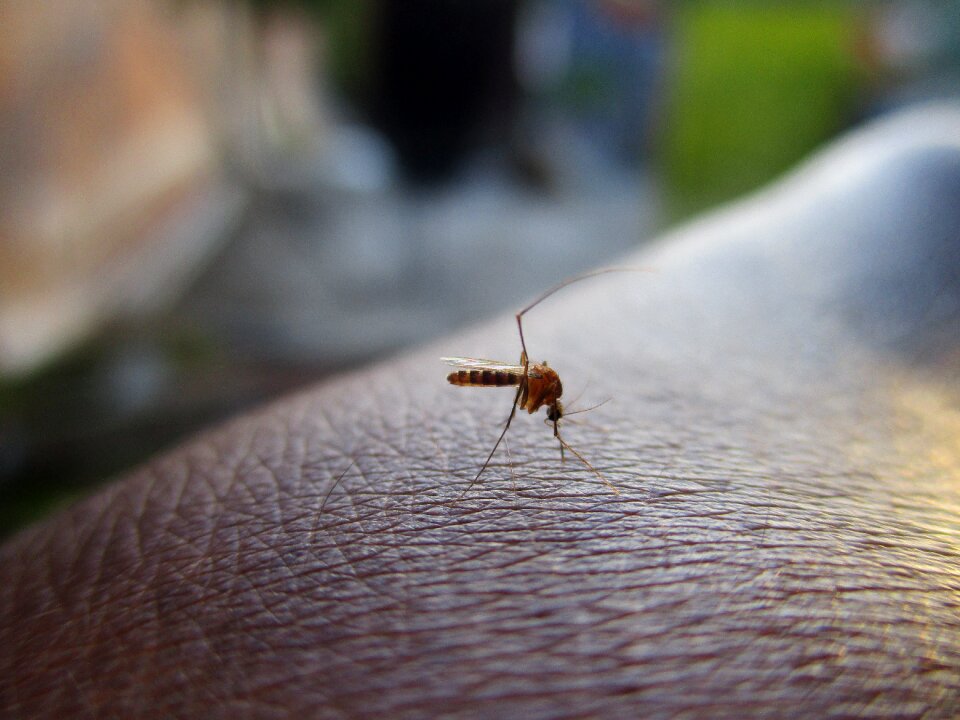 Mosquito on hand macro mosquito close up shot of mosquito