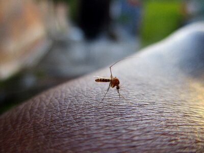 Mosquito on hand macro mosquito close up shot of mosquito
