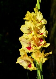 Sword flower blossom bloom