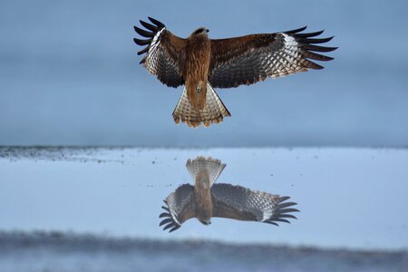 Wild birds raptor video