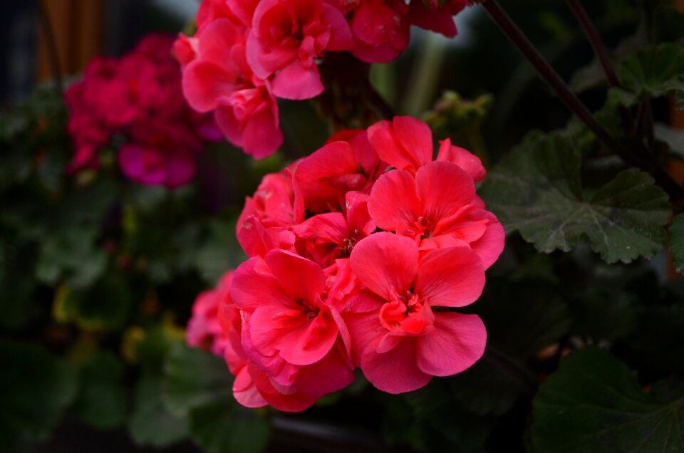Bright summer bloom