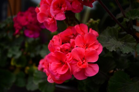 Bright summer bloom