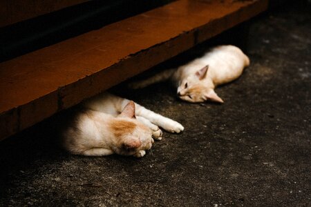 Kitten cute floor photo