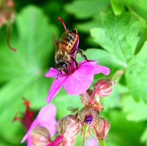 Color flower insect photo