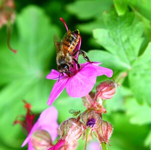 Color flower insect