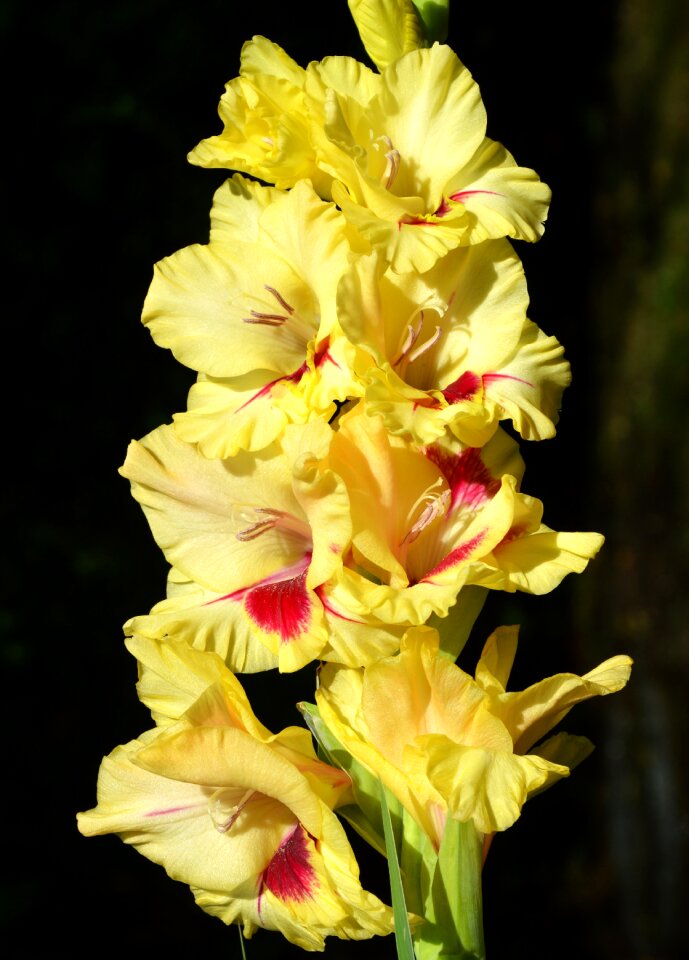 Sword flower blossom bloom