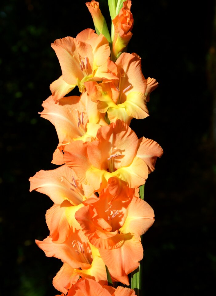 Sword flower blossom bloom