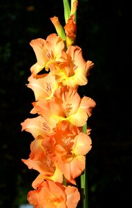 Sword flower blossom bloom