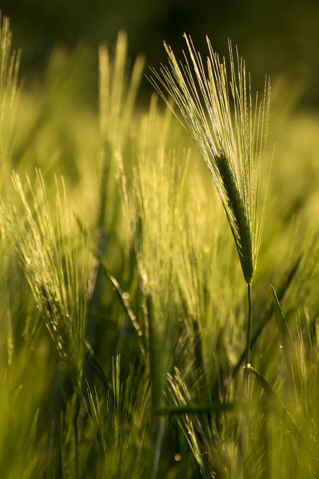 Ecologically wheat field grain