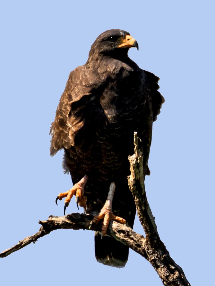 Hawk falcon wildlife
