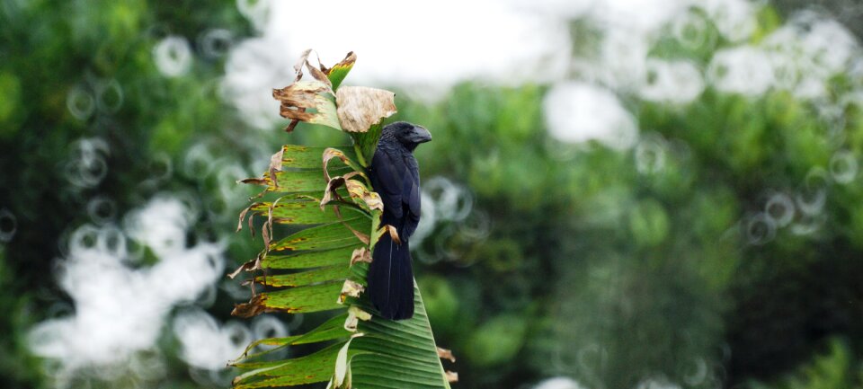 Birds fauna garrapatero