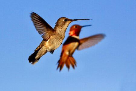 Flying hummingbird hummingbird in flight beak photo