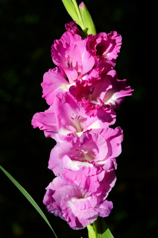 Sword flower blossom bloom